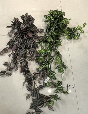 Tradescantia